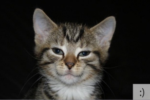 Котосмайлики (15 фото)