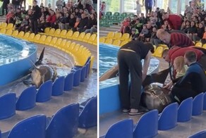 В минском дельфинарии дельфин во время представления вылетел за край бассейна в зрительный зал