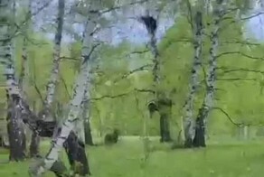 В Башкирии парень во время пробежки встретил медведицу с медвежатами