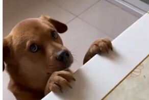 Парень подставил пса