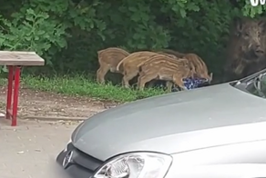 В Варшаве дикие кабаны отобрали у ребёнка рюкзак