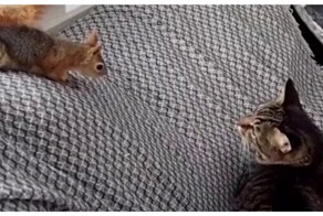 Дерзкая белка не даёт кошкам скучать