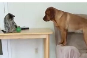 Пёс научил кота играть с ним в «принеси мяч»