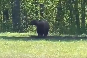 В Башкирии живодёр посадил медведя на цепь и спускает на него собак за деньги