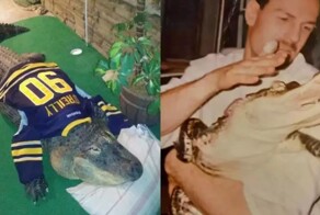 Жителю Нью-Йорка пришлось расстаться с любимцем - 340-килограммовым аллигатором