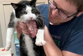 30 уморительных котов, которых поймали на преступлениях