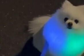 Шпиц светится, словно гаджет с RGB-подсветкой