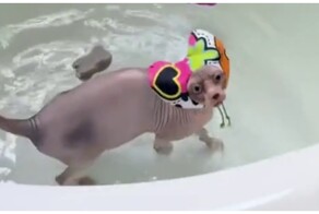 Сфинкс, который любит купаться