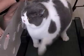 Борьба пухлого кота с похудением