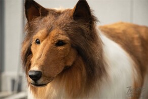 Парень, который за 15 тысяч долларов стал собакой, теперь мечтает перевоплотиться в кота