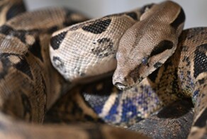 Пуэрто-Рико стонет от нашествия гигантских змей