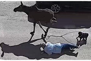 Молодой лось сбил с ног женщину