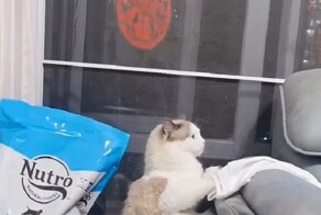 Необычный способ сходить в туалет