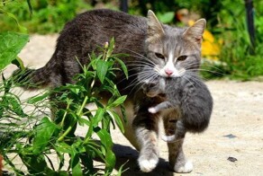 Котёнок-ребёнок: правила переноски