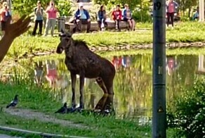 Он неуловим! В Москве целый день ловят лося, который бегает по столице