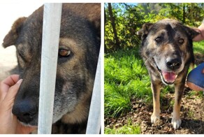 Пожилой пёс не перестаёт улыбаться, ведь у него наконец-то появилась семья