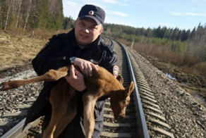 Участковый в Коми прошёл три километра с умирающим лосёнком на руках, чтобы спасти кроху