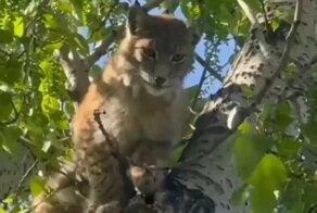 В Иркутске поймали рысь, забежавшую на территорию школы