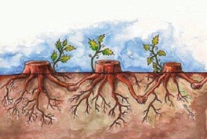 Картинки со&nbsp;смыслом