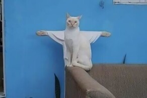 30 фото "одухотворённых" котов, которые вызывают улыбку