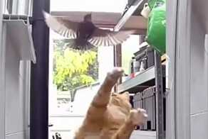 Попытка кота поймать птицу