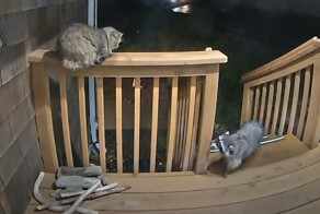 Енот решил не связываться с грозным уличным котом