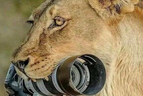 Намешалось