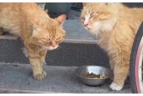 Несостоявшаяся битва котиков за корм