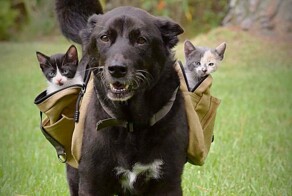 Носильщики не по принуждению, а по велению души
