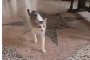 Пушистая мама пришла за своим котёнком