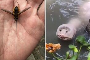 17 странных созданий, которые так и остались бы неопознанными, если бы не интернет-знатоки