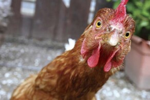 Мужчина попытался избавиться от эрекции и примерз пенисом к замороженной курице