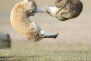 Намешалось