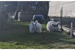 Ангорский  кролик умывается