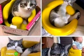 Скрины из соцсетей            
