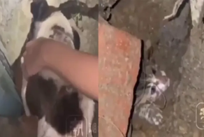 Уличный пёс стёр лапы, усердно пытаясь спасти крошечного котенка