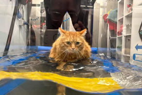 Диета не спасала: ветеринары помогли коту похудеть необычным способом