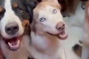 Девушка показала, как меняются её 16 собак, когда узнают, что они хорошие мальчики