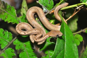 Притворяющихся гадюками ложных песчаных ужей выделили в отдельное семейство