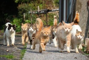 А у нас во дворе есть бандитов толпа