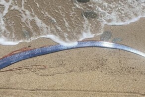 "Будет катаклизм": люди заметили выброшенную на берег рыбу, предвещающую катастрофу