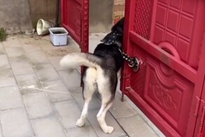 Мужик смастерил шлейку с магнитом для хаски