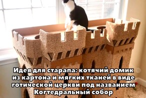Скрины из соцсетей            