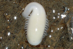 Загадочное существо, которое нашли учёные в пещере на глубине 1,5 км