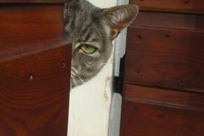 Хитрый кот следит за тобой