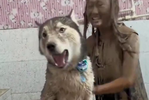 Итог прогулки с хаски