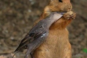 &nbsp;Намешалось&nbsp;