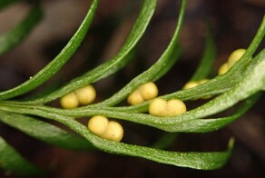 Обнаружен организм с самым большим геномом