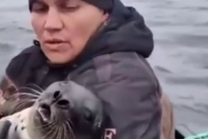 Рыбаки спасли тюленя от косатки