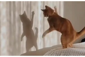 Танцевальный батл кота с тенью